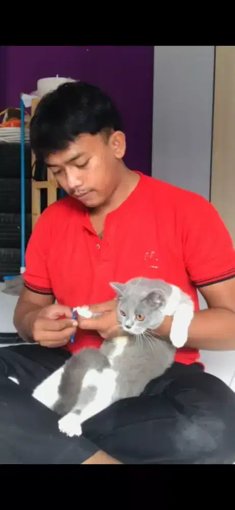 Groming  Panggilan  Murah