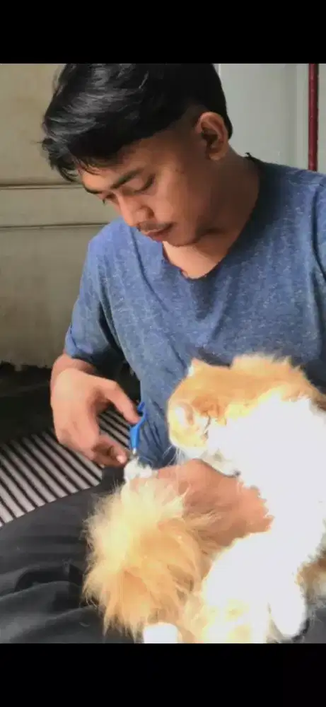 GROMING PANGGILAN MURAH