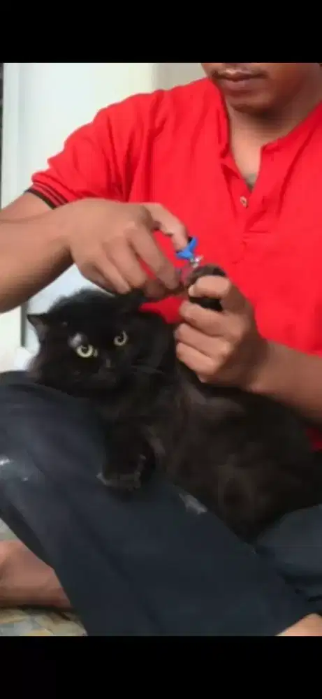 Groming Panggilan MURAH