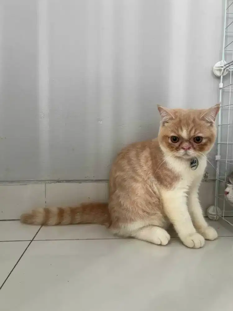 Groming  Panggilan  Murah