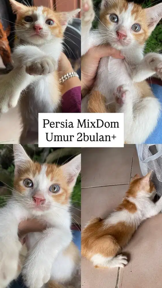 KITTEN PERSIA MIXDOM