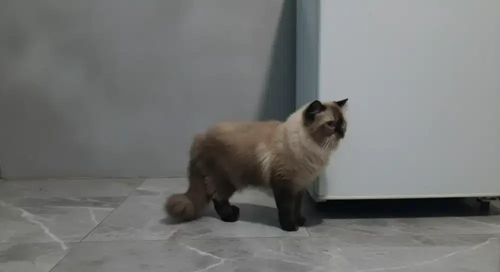 Himalaya sealpoint Cinamon longhair! BIGBONE