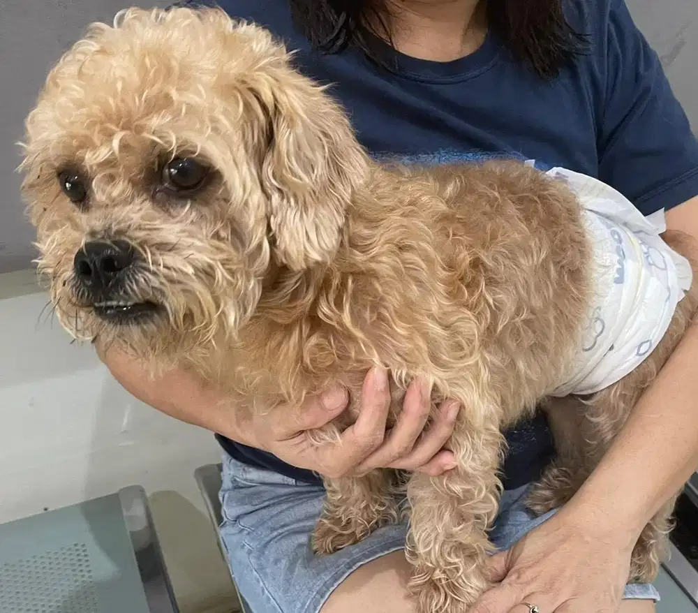 Free adopt Anjing sudah vaksin