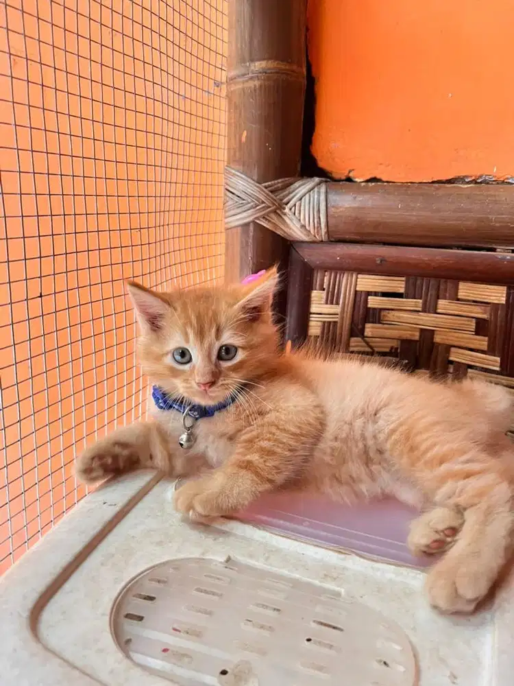 Persia Mixdom Kitten