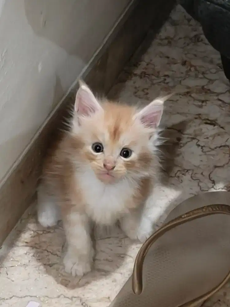 ART Masak Beres2 Serabutan