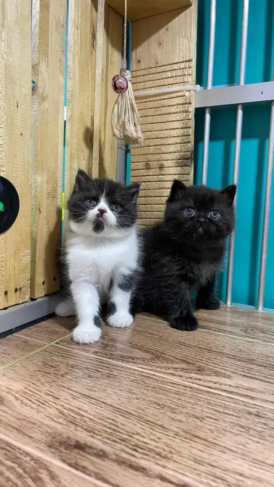 Bsh british jantan Open Booking