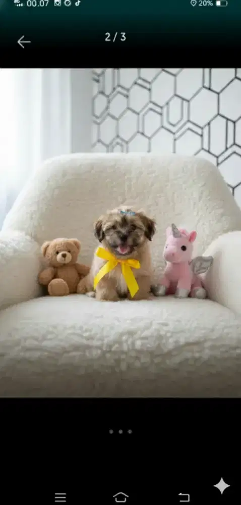 Shintzhu betina mix maltis 2bulan