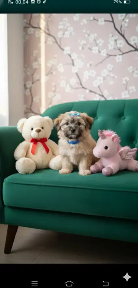 Shintzhu pupy mix maltis betina 2bln