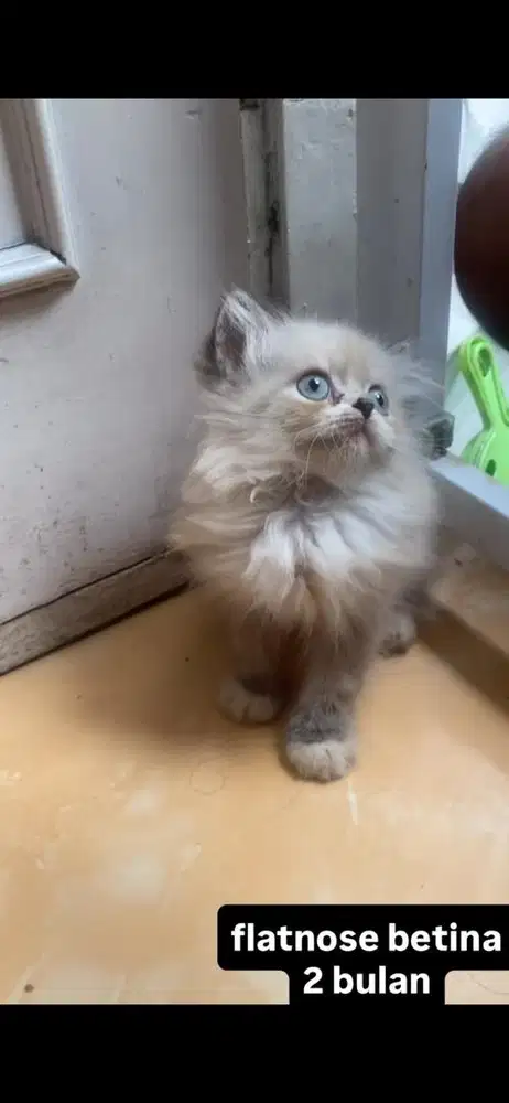 kucing flatnose kitten