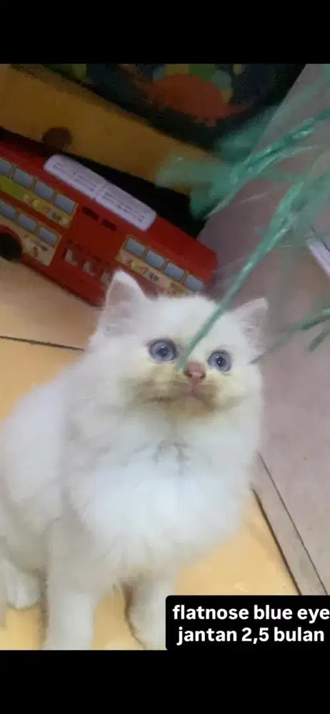 kucing flatnose kitten