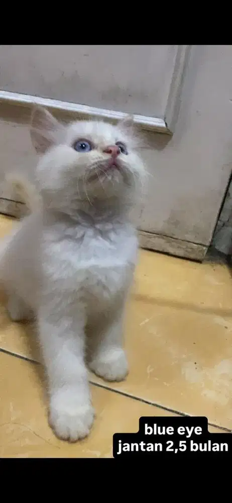 kucing persia kitten