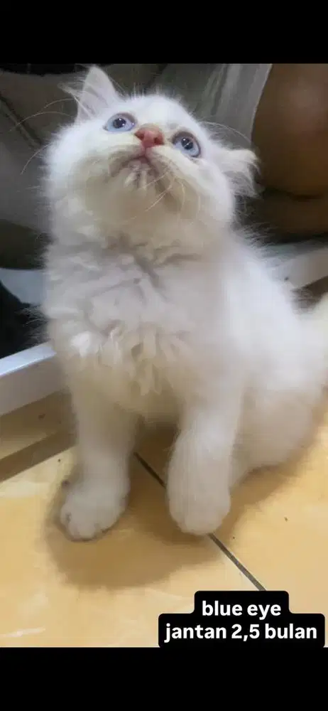 kucing persia kitten