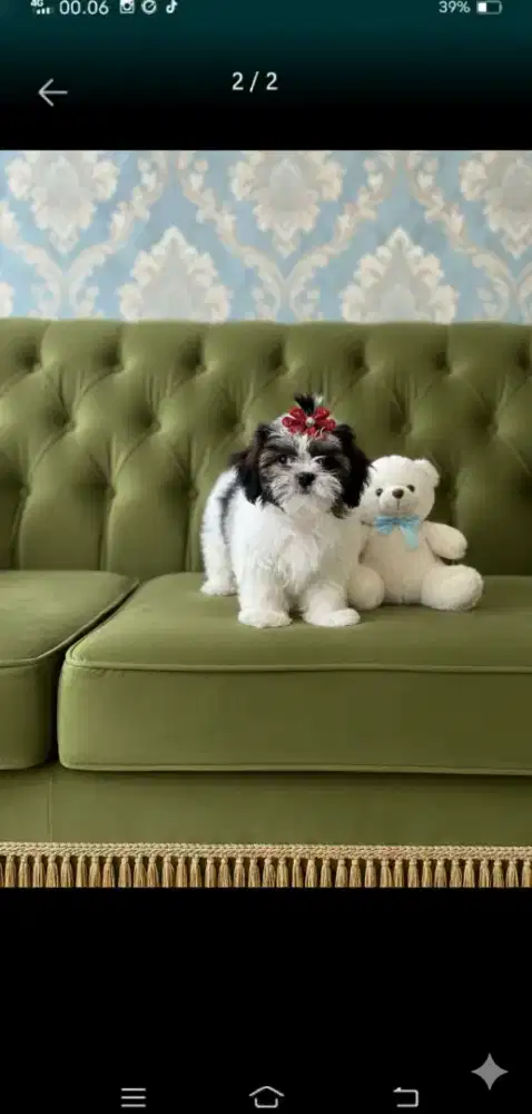 Puppy shintzhu betina 4bulan