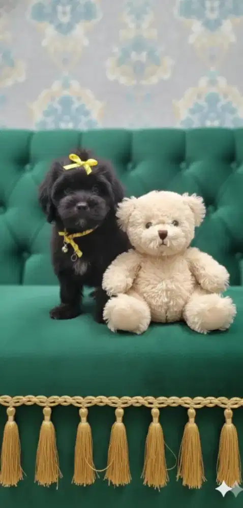 Puppy maltismix shinzhu 5bulan betina