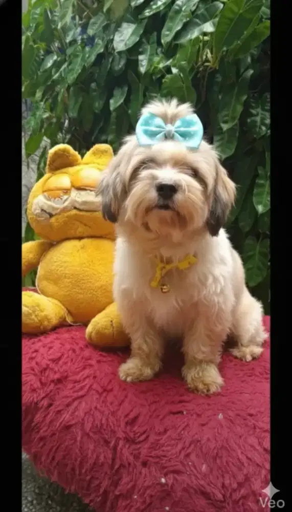 Shintzhu mix maltis 1thn betina