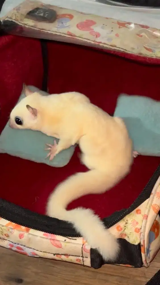 Sugar Glider Leucistic Betina