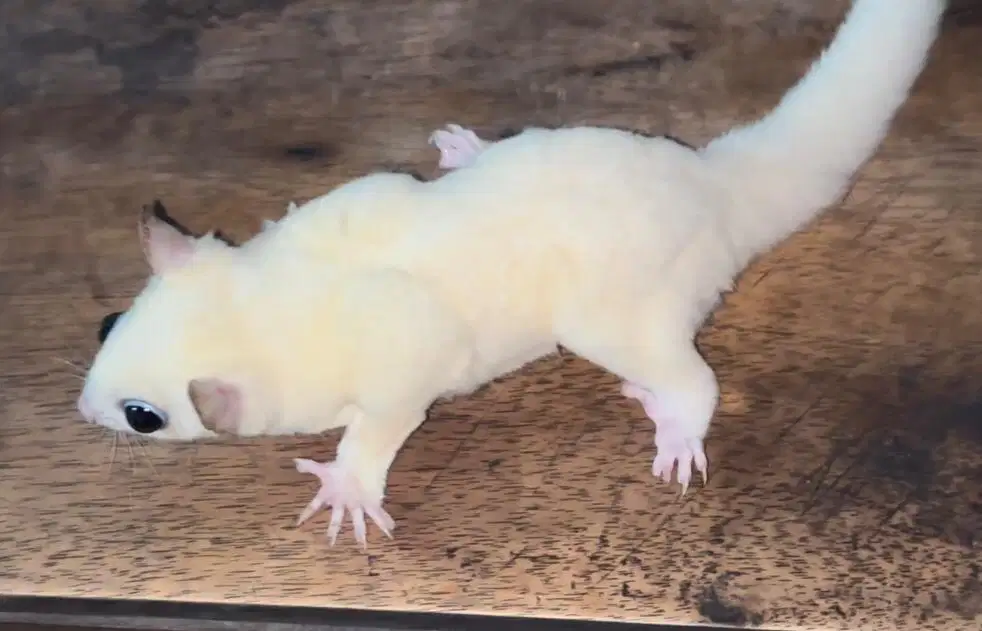 Sugar Glider Leucistic Betina