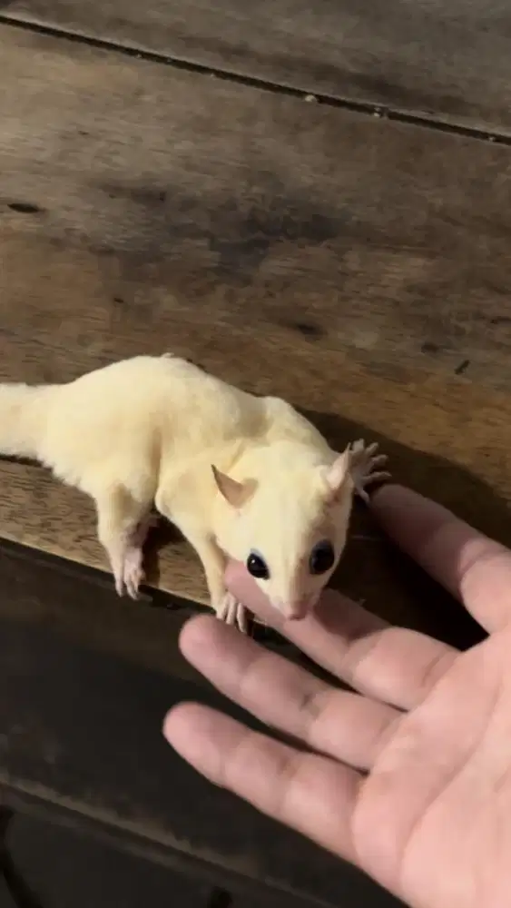 Sugar Glider Leucistic Betina