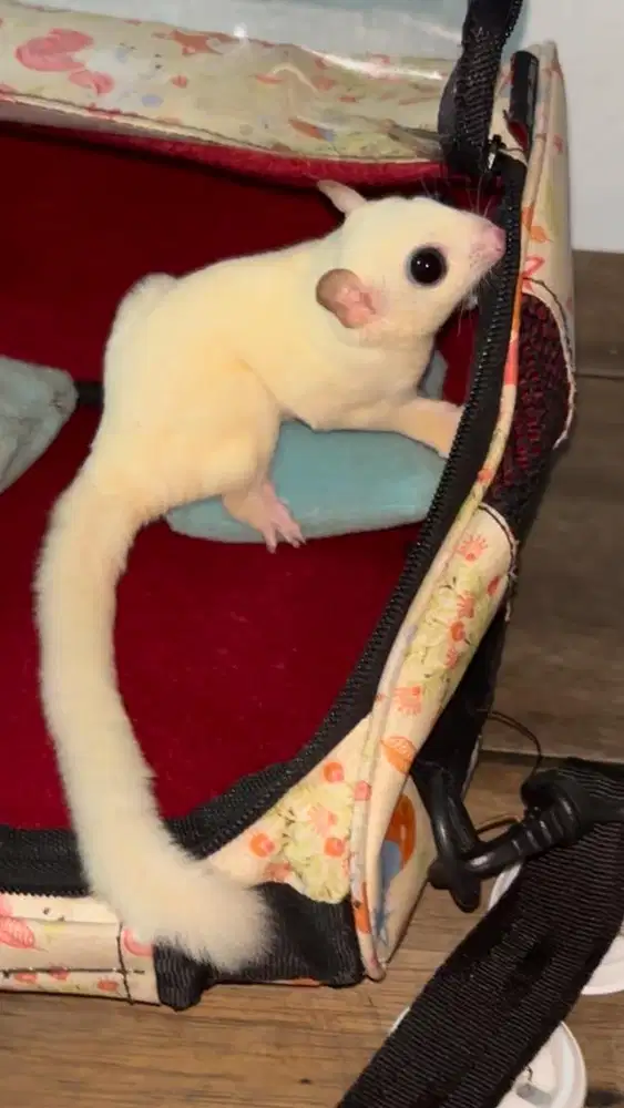 Sugar Glider Leucistic Betina
