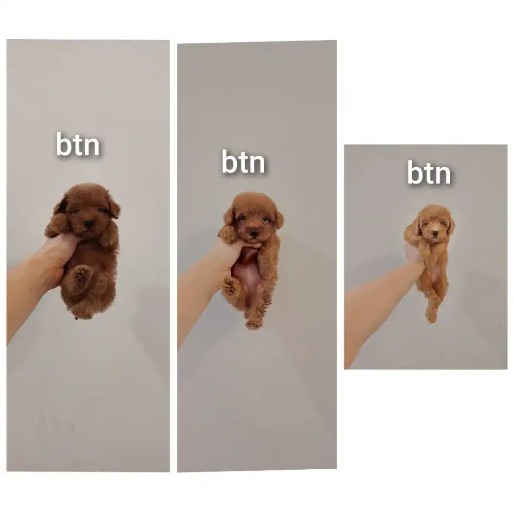 puppy poodle bersurat !!! no php !!!