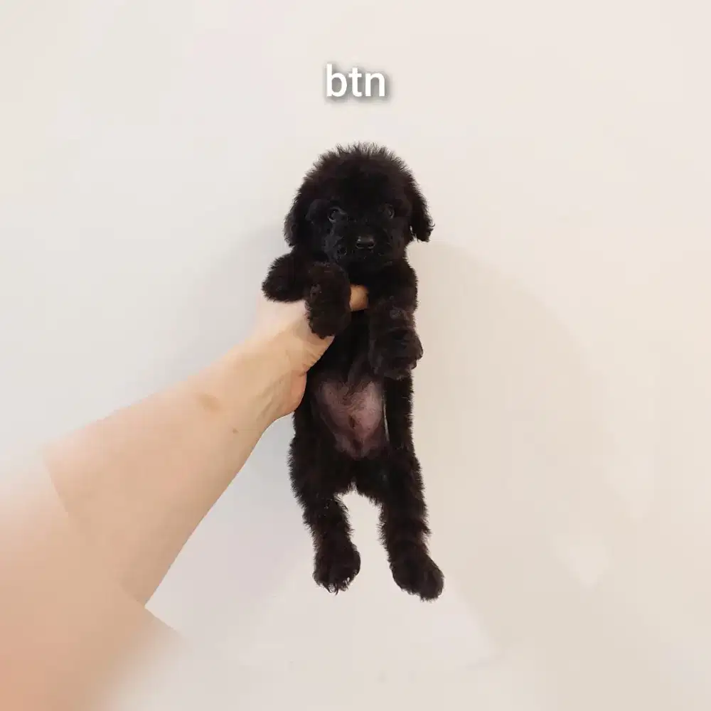 puppy poodle bersurat !!! no php !!!