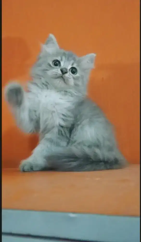 Abu cantik mung betina usia 2bulanan