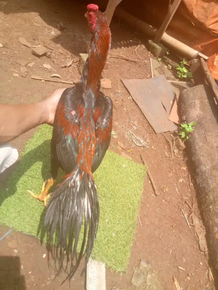 Ayam klasik ekor lidi