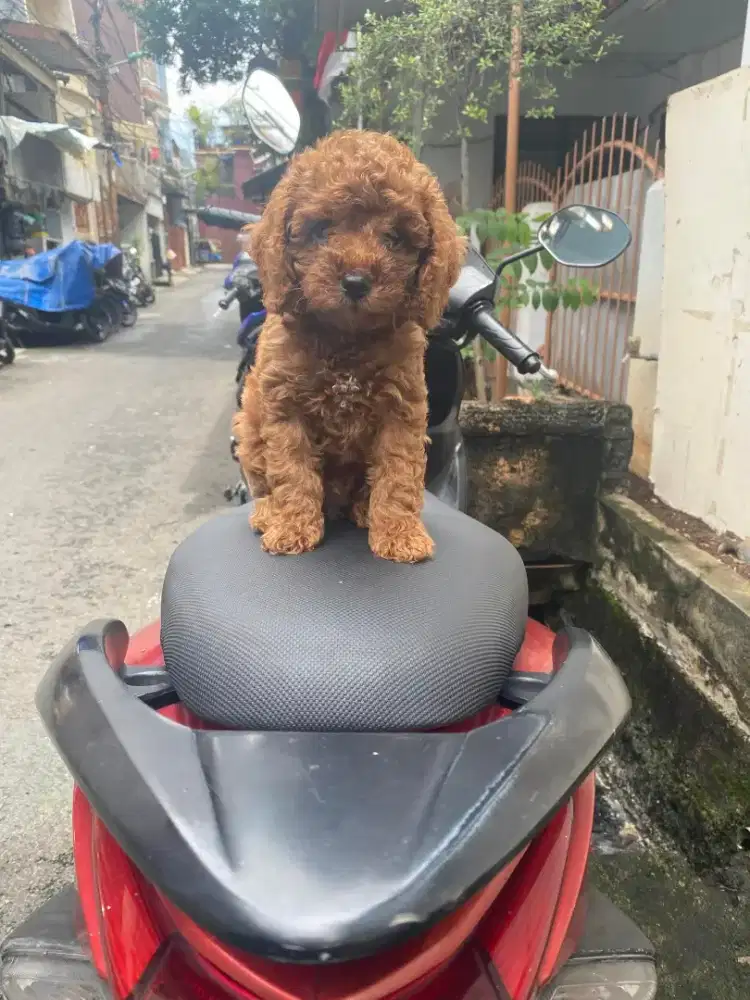 Poodle red toy poodle
