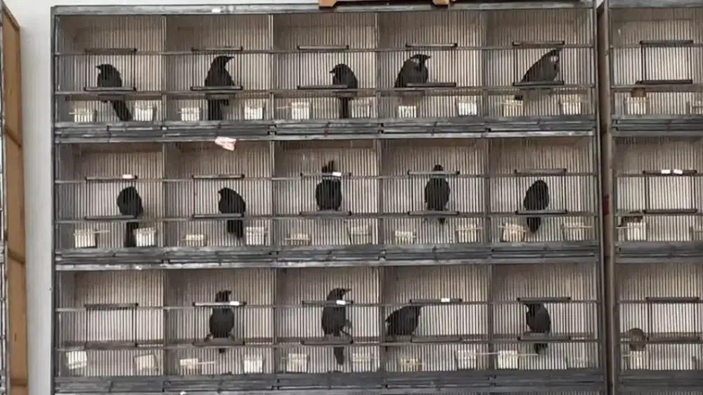 Poksay yg minat buat koleksi