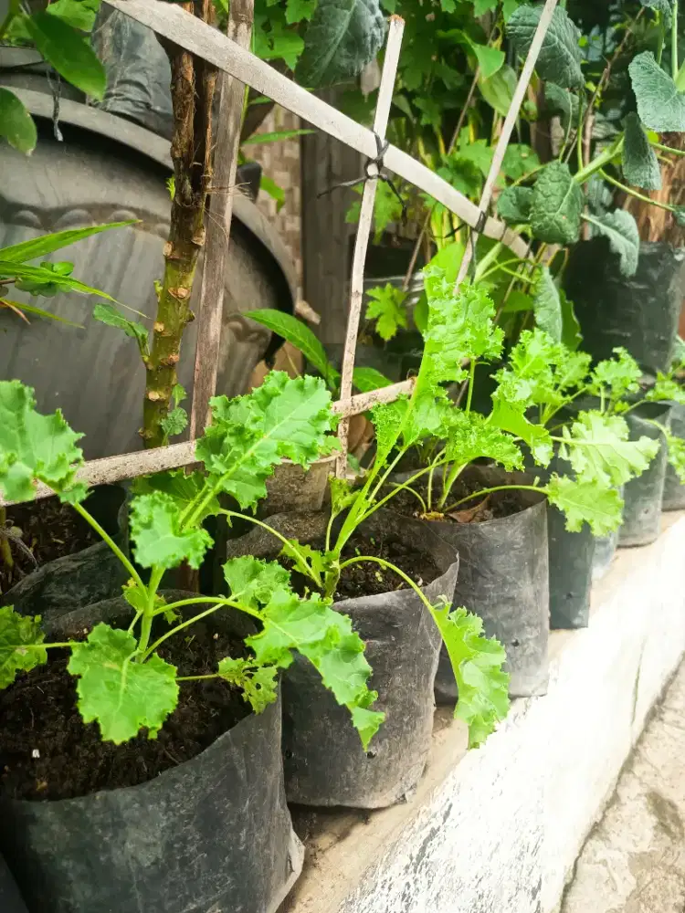 BIBIT SAYURAN KALE SEGALA MACAM