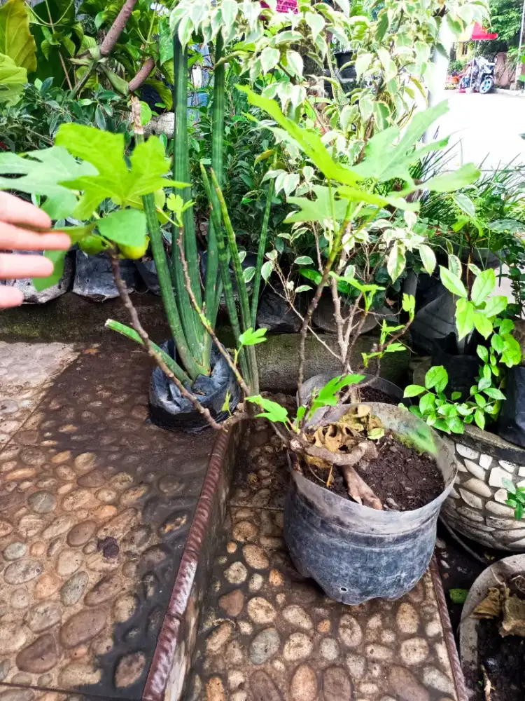 POHON BUAH TIN INDUKAN BERBUAH