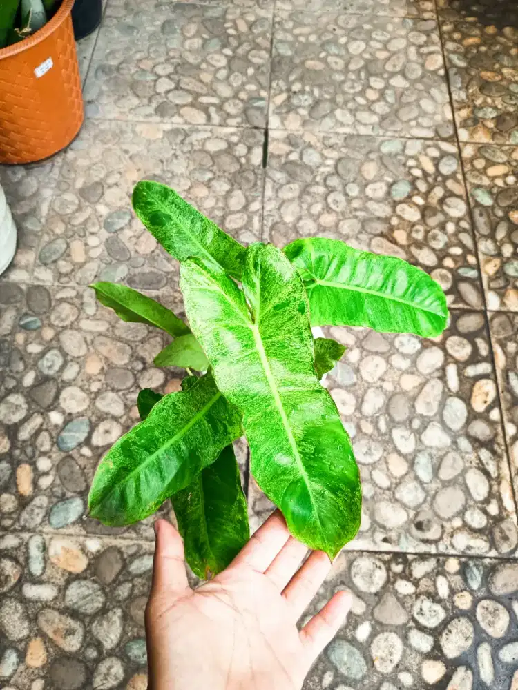 SURUH IMPORT INDUKAN