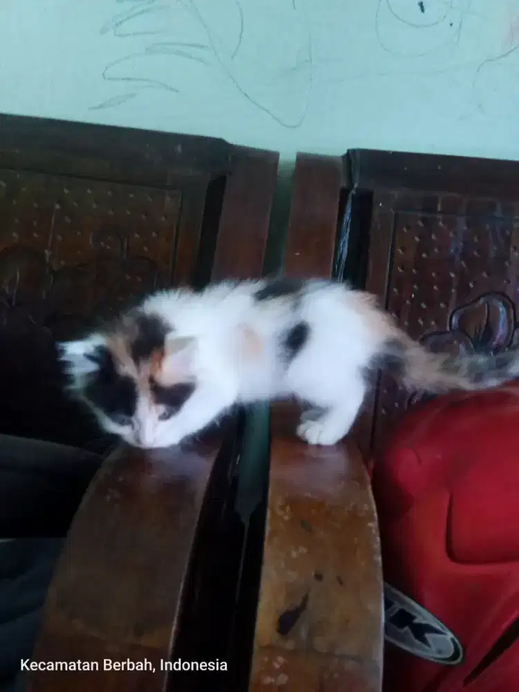 Kitten mixdom 2 bulan