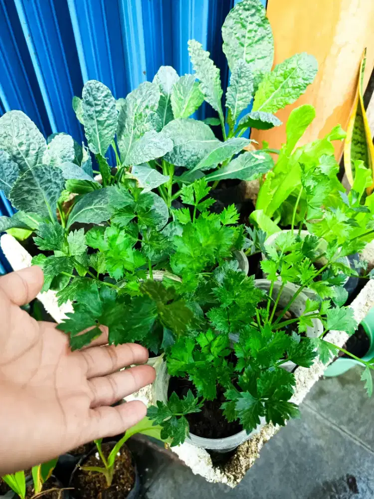 BIBIT SAYURAN SELEDRI