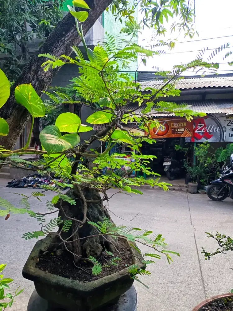 BONSAI ASAM JAWA ON THE ROCK