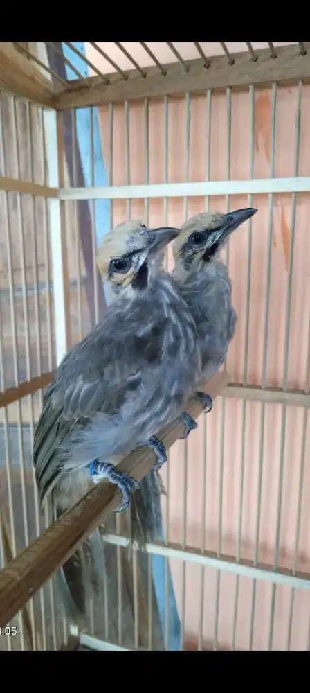 Cucak rowo anak pasangan