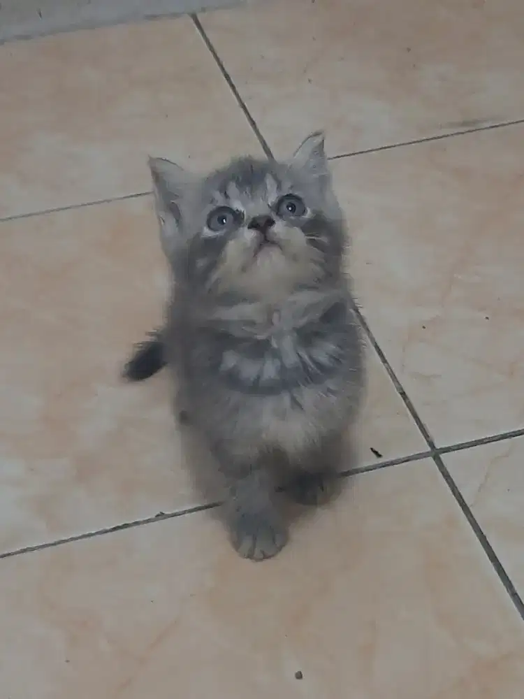 Kucing kitten flatnose betina abu short hair imut imut dan lucu