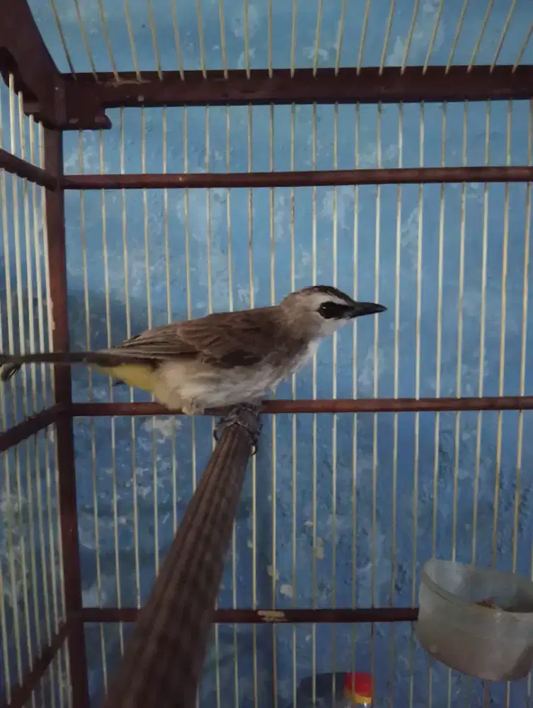 Burung trucukan jantan