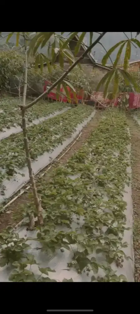 Jual cepat tanah di  bukit sekipan karang anyar