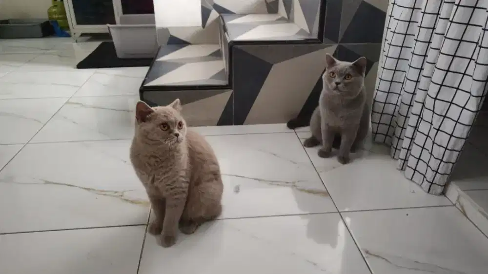 kucing bsh  jantan blue solid betina lilac