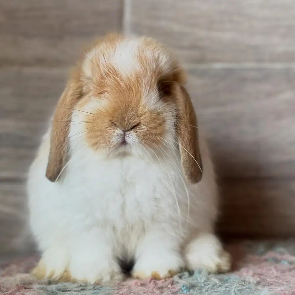 Kelinci holland lop kualitas top