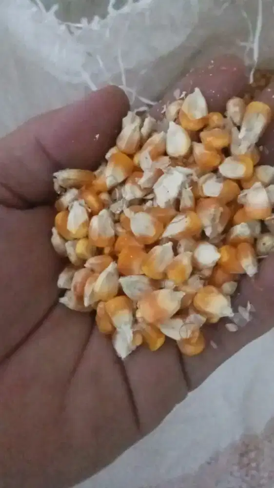 Bismillah Monggo jagung kering