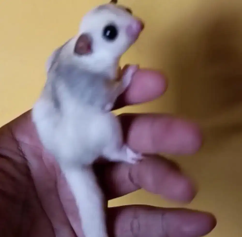 Jual sugar gleder hasil ternak sendiri