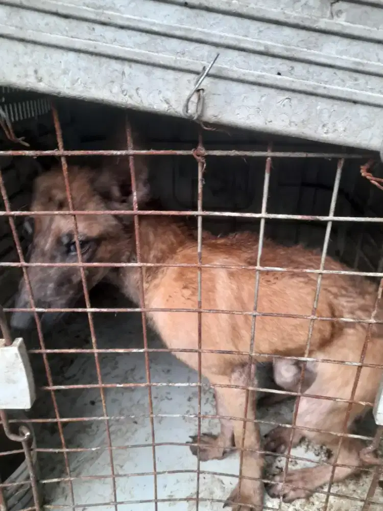 Jual murah Belgian murni kosongan 3 bln