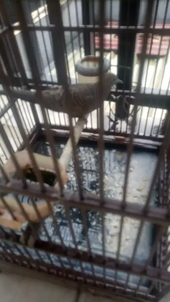 PERKUTUT LOKAL, PONDOK PEKAYON, GALAXI, BEK.SEL.