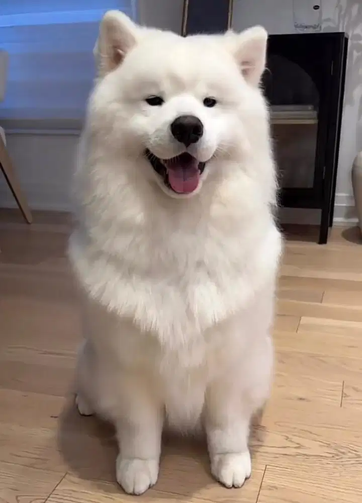 Samoyed Male 1 Tahun