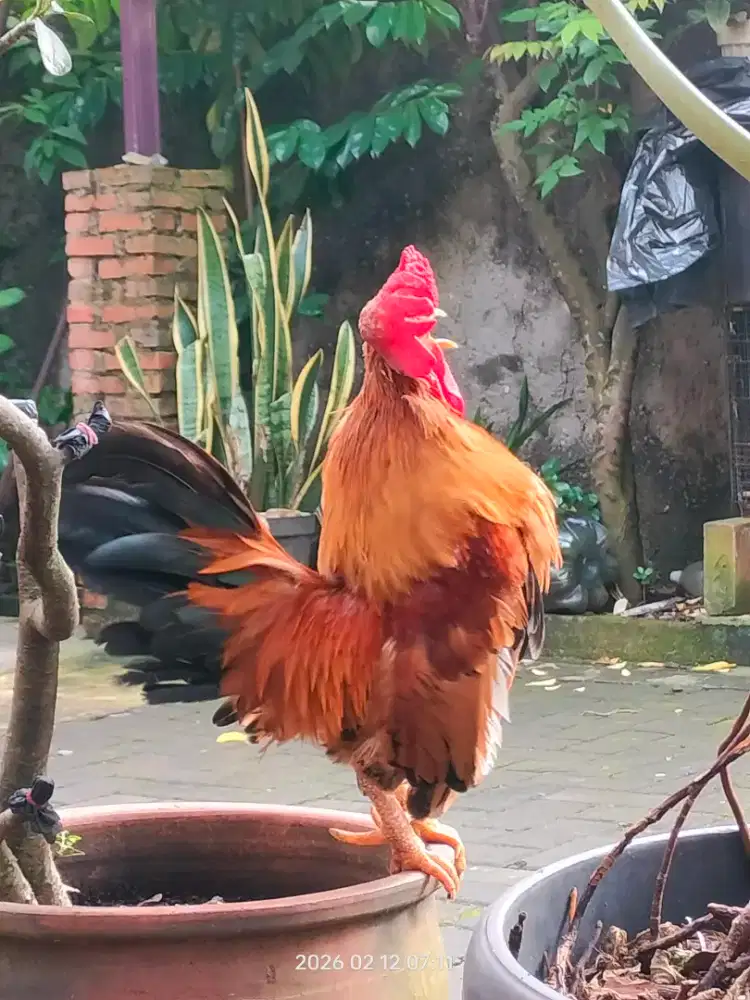 Dijual untuk yang hobby Ayam Kate blesteran bangkok