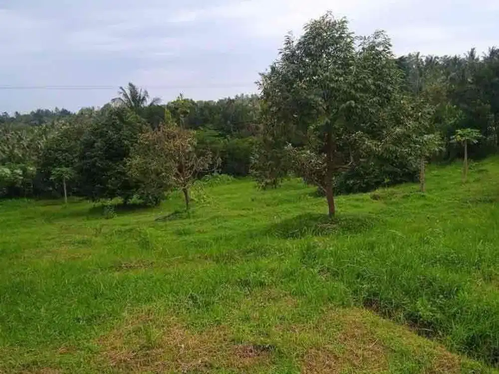 jual kebun durian tabanan Antosari