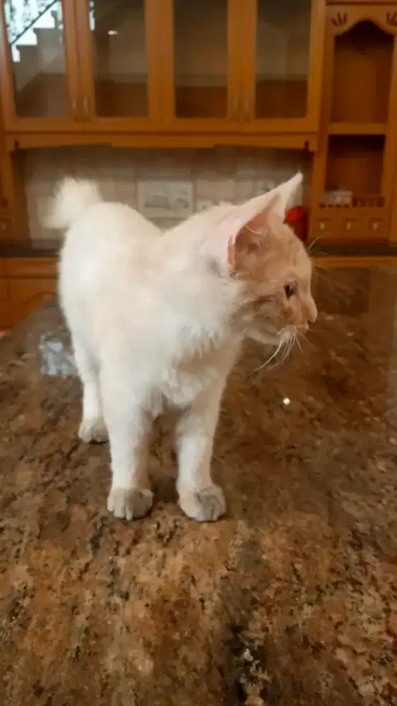 Mixdome kitten jantan usia 3 bulan