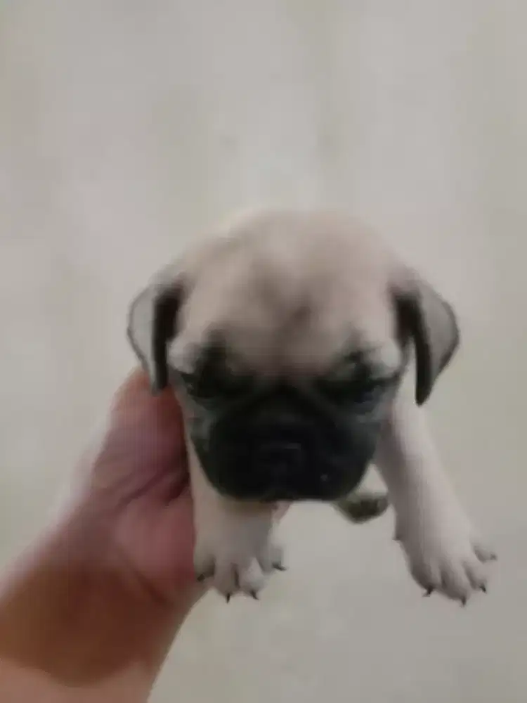 Dicari yang serius dan siap merawat Anabul pug
